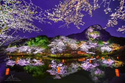 Lookazz - > A gorgeous photo of cherry blossoms captured at Mifuneyama Rakuen in Saga...