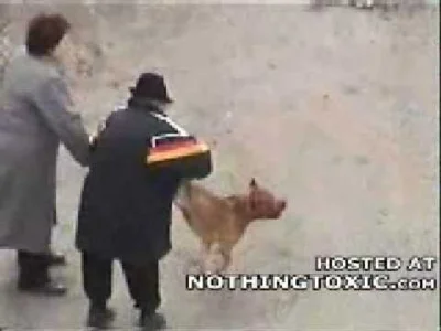 jarema87 - w Rosji pies po zastrzeleniu i przejechaniu samochodem wraca do domu #film
