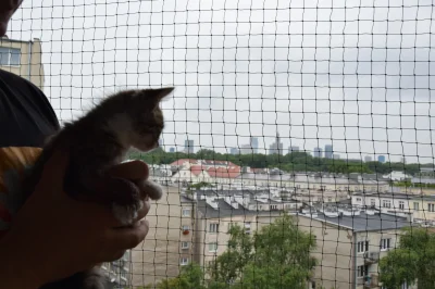 ratujemysaabine - Pela (typowy kot Korfu) pozdrawia z Warszawy! :)

SPOILER