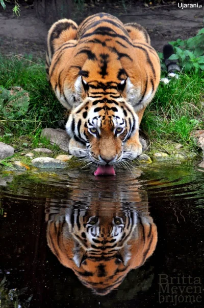 pogop - słodki kicik #koty #tygrys #obrazekzdupyipodpistez #oswiadczenie #glaskalbym ...