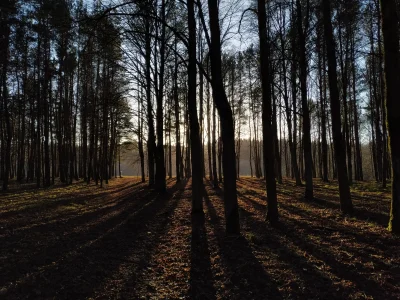 chrabia_bober - To zawsze dobry pomysł żeby iść do lasu.
#las #przyroda #earthporn