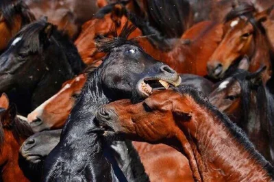 Nemezja - #fotografia #konie 
Starcie tytanów. (fot. Bartłomiej Jurecki)