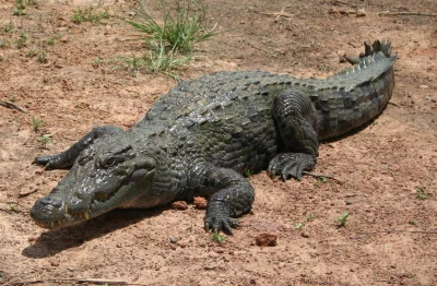 Kicam - A to je tak jak z kokodajlem.
Jak Cie widzi to Cie zje?
Leży se przecie to ...