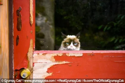 Styrmir - #koty #grumpycat