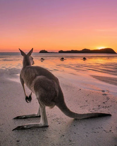 polik95 - #smiesznypiesek #Australia #kangur #zwierzaczki #earthporn
