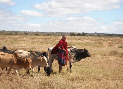 Sierkovitz - Szczepienie krów poprawia wykształcenie dziewczynek w Afryce

Tak. Dob...