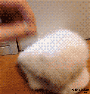 kopytko1234 - @Rozbojnik_Alibaba: @rzezucha