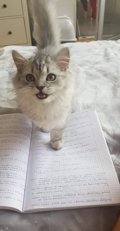 MiszczJaskier - I jak tu się uczyć na kampanię wrześniową (╯︵╰,)

#studia #koty #ki...