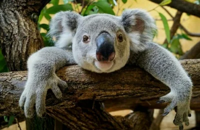 Najzajebistszy - Wypatrując piątku. ʕ•ᴥ•ʔ

#koala #koalowabojowka #zwierzaczki #dzien...