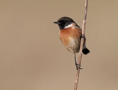 angelosodano - Kląskawka zwyczajna (Saxicola rubicola)_
#vaticanouccello #vaticanowa...