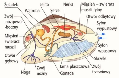 orkako - To tylko stopa. Pokemony was okłamały