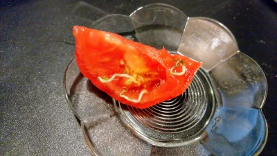 Ceedzik - Pomidor z kiełkami ( ͡° ͜ʖ ͡°)

#pomidor #gmo ##!$%@? #ciekawostki