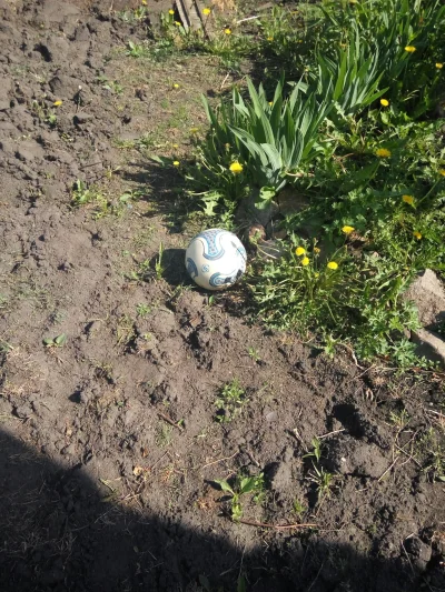 Norskee - Jakieś gowniaki zgubiły piłkę w moim ogrodzie. Żadnej kartki w skrzynce ani...