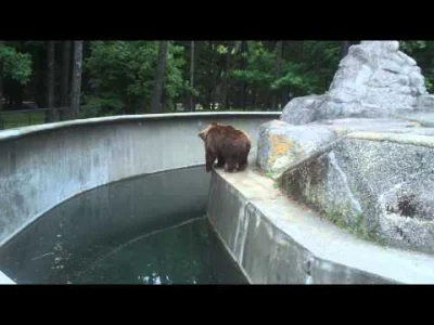 SScherzo - byłam dziś przelotem obok ZOO i patrzyłam sobie na niedźwiedzie. jeden zac...