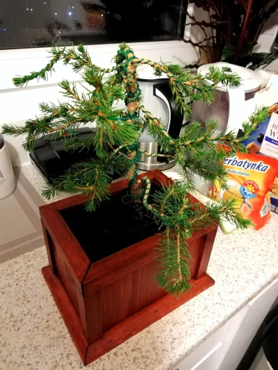 swistak_le - Recycling mini choinki świątecznej. Drzewko jeszcze do poprawy ale donic...