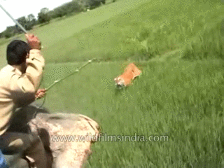 b4kus - #koty #duzekoty #gif #dobrzeimtak
piekny skok