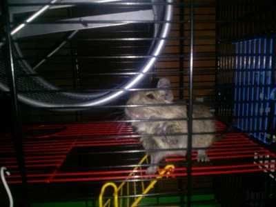 tr4b4nt - To hyba muj pjes w sumje nje wim