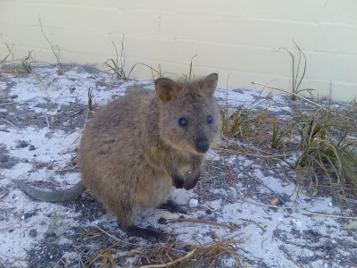 robincaraway - #quokkanadzis

wołam do kuoki @GraveDigger: @DannyMurillo: @encorele...