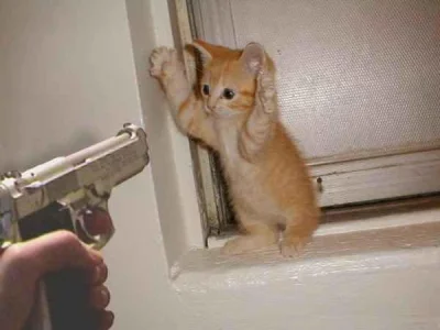M.....2 - Jeżeli nie odbanujecie @polonistyk'a ten kotek zginie. 

#vivelarevolution