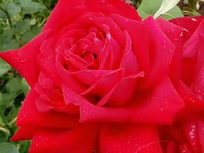 laaalaaa - Róża 17/100 z mojego ogrodu
#mojeroze #chwalesie #ogrodnictwo #mojezdjeci...
