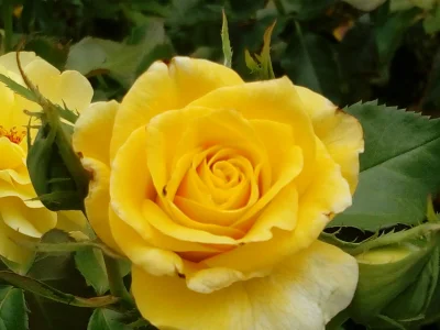 laaalaaa - Róża 63/100 
#mojeroze #ogrodnictwo #chwalesie #mojezdjecie