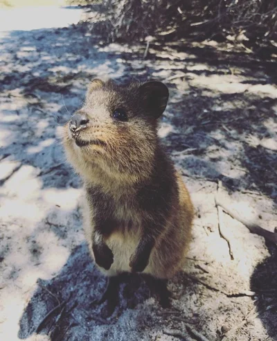 aloszkaniechbedzie - Kłoczka w cieniu zagubiona...

#quokkanadzis #quokkanawieczor #q...