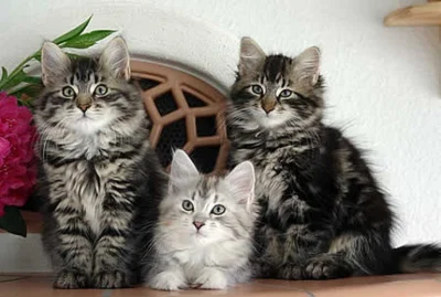 Kotekmiaumiau - Kocia rodzinka #koty