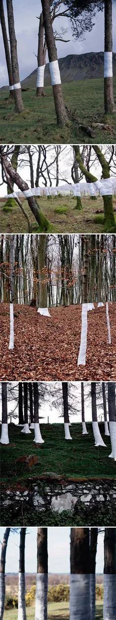 beatha - #landart #art #sztuka 

 Tree Line. - Zander Olsen