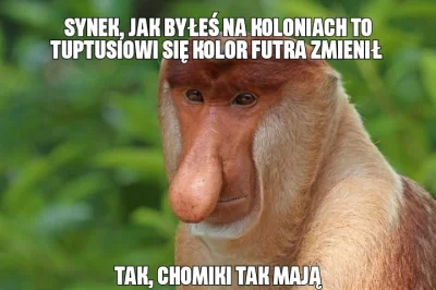 Felix_Felicis - #heheszki #humorobrazkowy #polak #nosaczsundajski #nosacz #feels #nos...