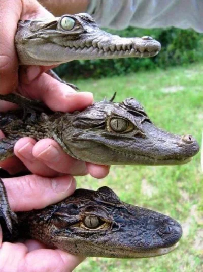 korporacion - Od góry:
Krokodyl, kajman i aligator.
#zwierzaczki #gady #ciekawostki