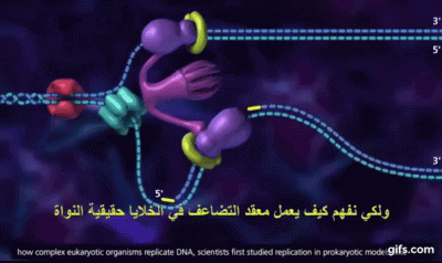 bioslawek - Replikacja DNA


#genetyka #replikacja #nauka #biologia #ciekawostki