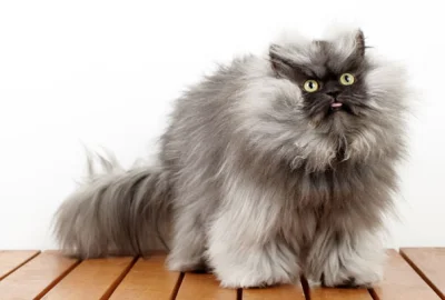 anenya - Pułkownik Miau (Colonel Meow), posiadacz rekordu Guinnessa w kategorii kot o...