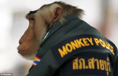 madeinkrakow - Strażnik miejski to brakujące ogniwo między orangutanem,a policjantem....