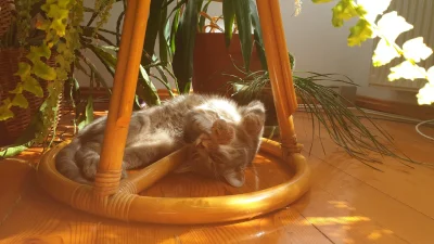 kris666123 - Kitku się relaksuje w cieniu palm kokosowych. 


#kitku #koty #zwierzacz...