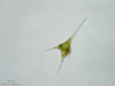 B.....p - Ceratium hirundinella, słodkowodny dinofit, wśród hydrobiologów nazywany cz...