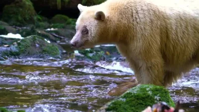 likk - The Kermode bear (Ursus americanus kermodei), also known as the "spirit bear"
...
