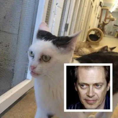 wujeklistonosza - #humorobrazkowy #heheszki #koty #smiesznypiesek #buscemi