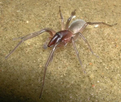 Dipolarny - Ot ciekawostka

U wybrzeży Queensland odkryto nowy gatunek pająka stref...