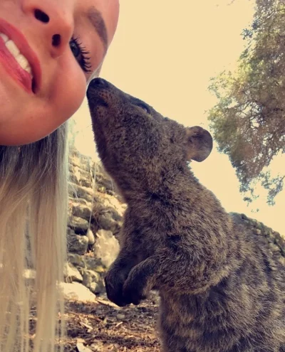 aloszkaniechbedzie - Daj buziaczka :3

#quokkanadzis #quokka #zwierzaczki #dziendobry...