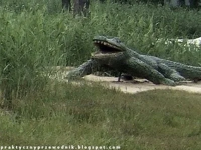 praktycznyprzewodnik - W sobotę Dni Krokodyla na #jeziorobiale #okuninka (#Chełm #wlo...