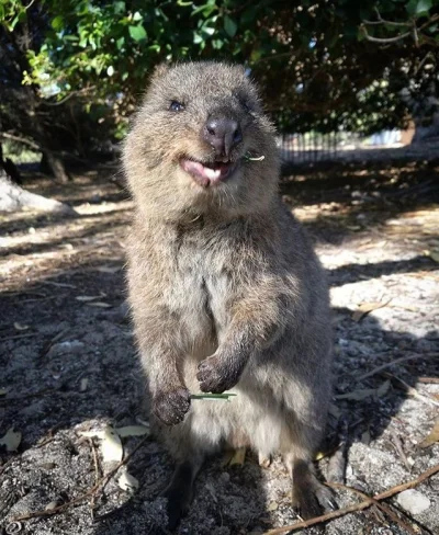 aloszkaniechbedzie - Guess who's back ( ͡º ͜ʖ͡º) 

#quokka #quokkanadzis #zwierzaczki...