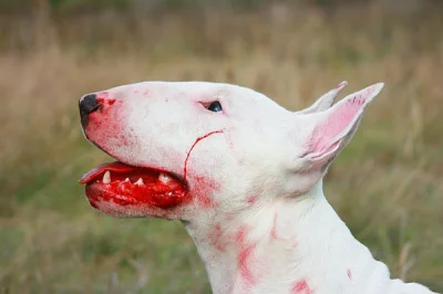 s.....e - #smiesznypiesek #bullterrier