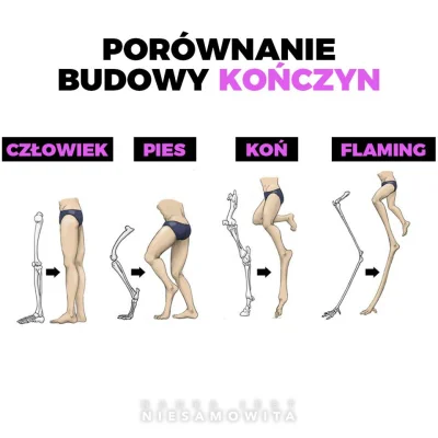 bioslawek - Homologia i głęboka homologia : gasnąca nadzieja neodarwinizmu.

https:...