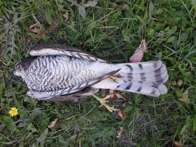 yosemitesam - #ornitologia #ptaki
Mirki... Znalazłem dziś martwego ptaka. Wiecie, co...