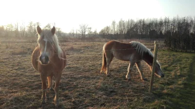 skutner - Od pierwszych sekund filmu już wiedziałem,że to Holandia :) niedaleko od ch...