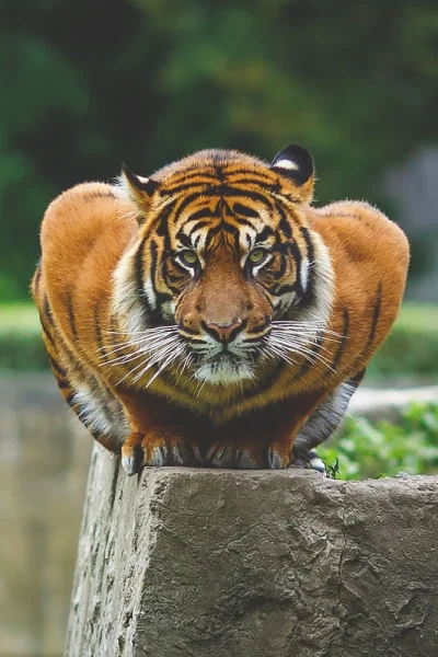ridim - #koty 
Przyczajony tygrys, ukryty smok
