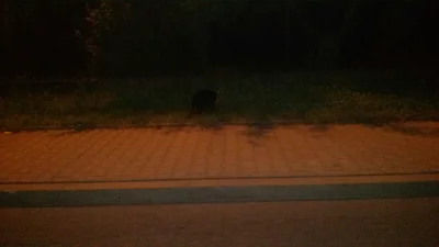 V.....r - W nocy widziałem bobra na środku ulicy w Wieliczce.
Zatrzymałem się na min...