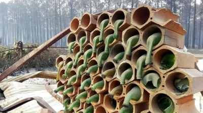 Mesk - Stopione szklane butelki po pożarze w Portugalii.

Katastrofalny pożar lasów...