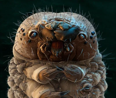 walkers - Gąsienica pod mikroskopem
#smiesznypiesek #slodkipiesek #fotografia