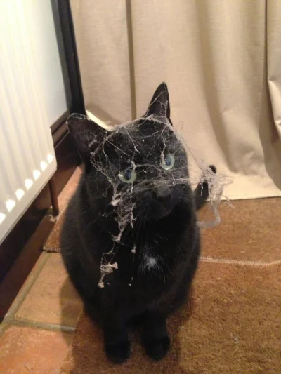 lesio - #kot #koty #kitku #dziwnekotki #smiesznekotki